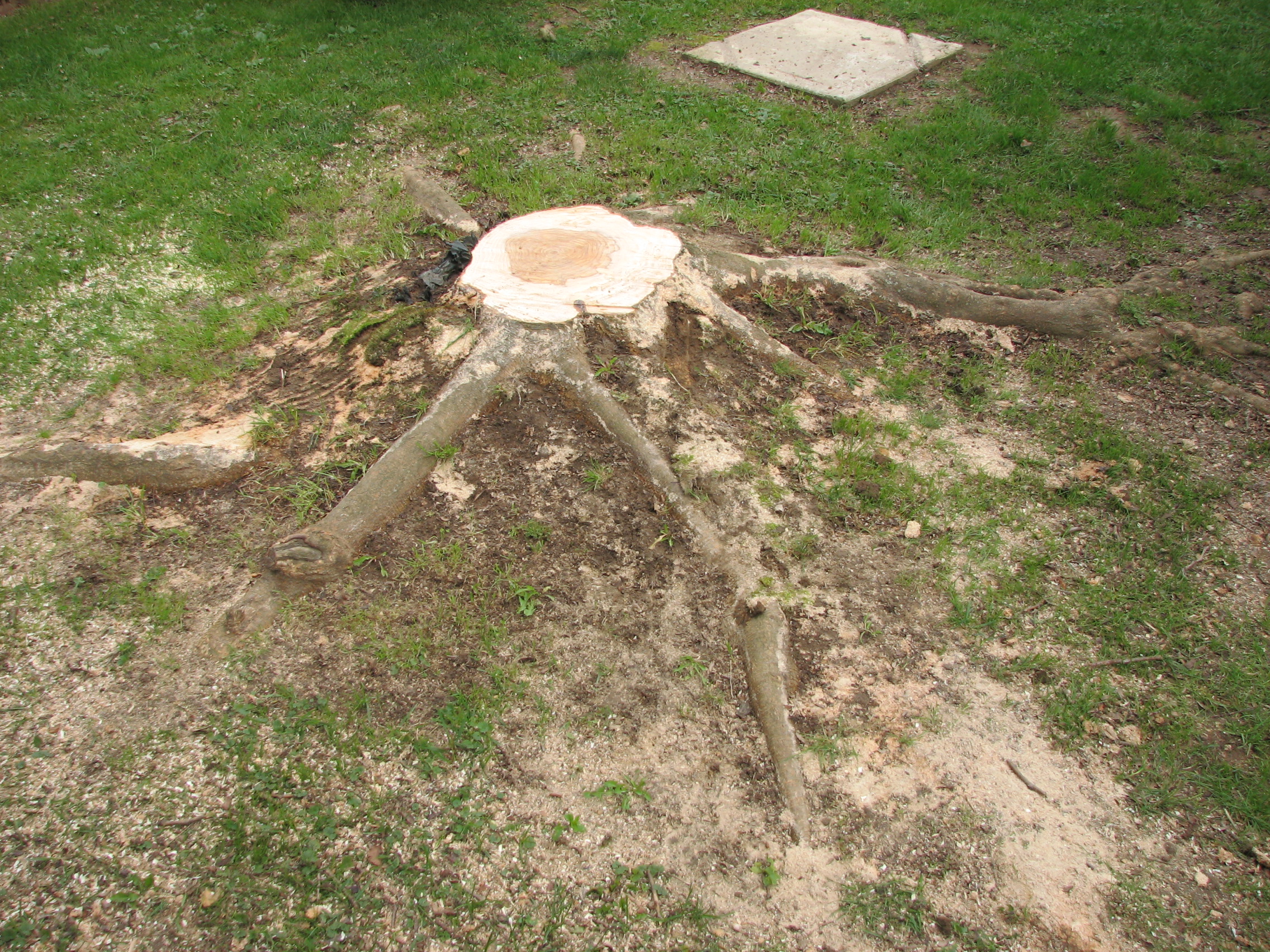 Before Stump Removal