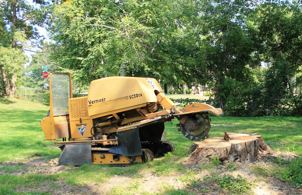 big-stump-grinding-sharp-tree-service-removal
